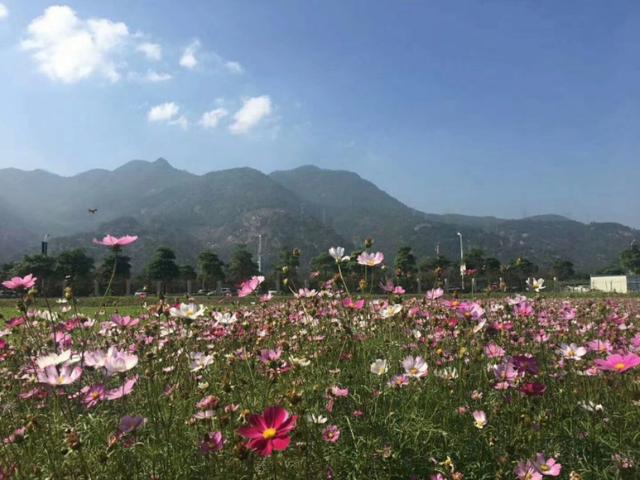 欢迎到福建工程学院欣赏花海