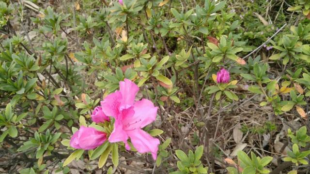 欢迎到福建工程学院欣赏花海