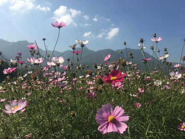 欢迎到福建工程学院欣赏花海